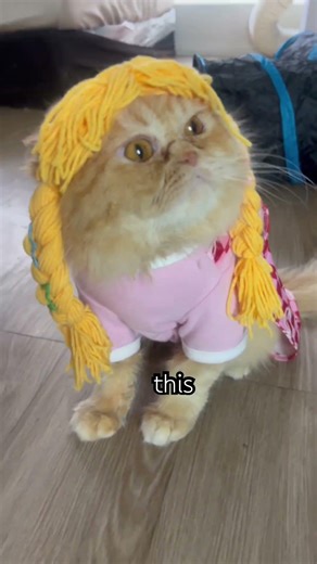 Titanic Sunny 😻version you Gotta watch it😹😻#cat#catlovers