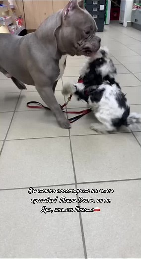 am.bully_worldstarcandy (@am.bully_worldstarcandy)’s videos with оригинальный звук - am.bully_worldstarcandy