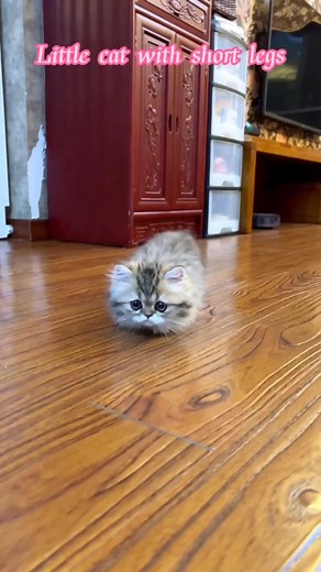 Adorable Little Cat with Short Legs Compilation