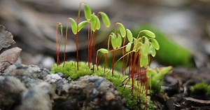 Moss Life Cycle - Complicated and Impressive Aspects You Should Know - Learn About Nature