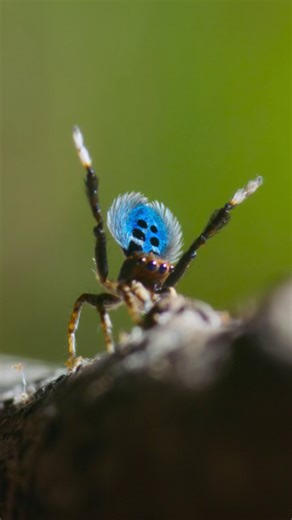 The Dance of Nature's Tiny Dancer