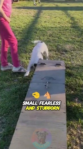 Top 4 Types of Hunting Dogs and Their Unique Skill #shorts #dog #pets #doglove #hunting