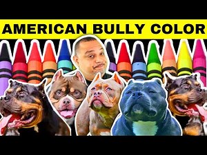 Dog Coat Colors | American Bully