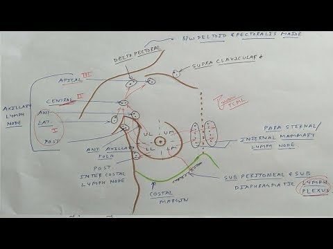 Mammary Gland Anatomy - 9, Lymphatic drainage (Axillary lymph nodes) | TCML