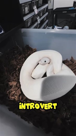 ball python #pets #snake #ballpython #cute#animalfacts #shorts