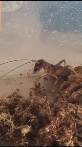 调戏Sia沙螽