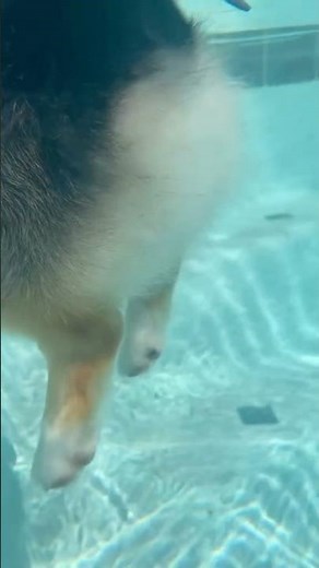 Why Corgi Butts Float #goodtoknow #vet #medicine #educational #funfacts #lifehacks #learn #anatomy