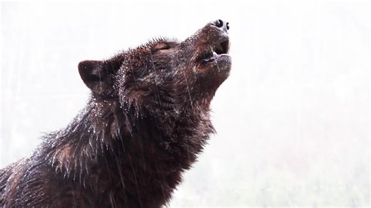 A Wolf howling such a beautiful sound. LIKE,FOLLOW,SHARE #trending #wolf #wolves #animals #fyp