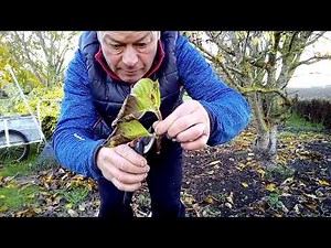 How to take hydrangea cuttings: answer to a question