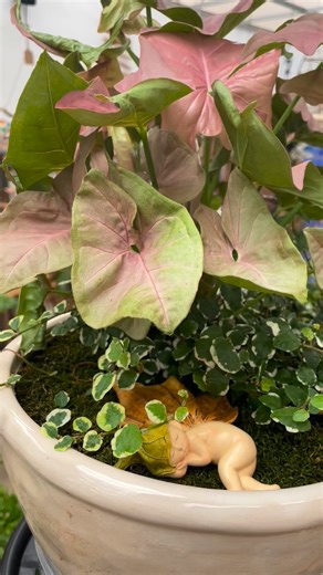 A little magic, made just for you ✨ Bespoke mini fairy gardens — no two are ever the same 💚 #FairyGarden #MiniGarden #PlantMagic #PerthSmallBusiness #PerthGifts | Minty.green.plants