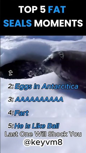 FAT SEALS RANKING #funny #seal #sealions #animals