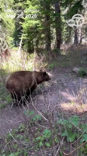 Grizzly bears charge down trail past hikers in Glacier National Park