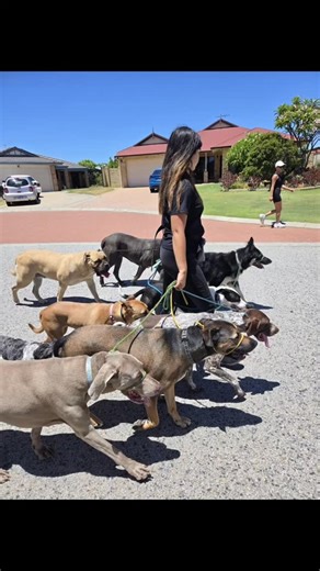 Three years in, and what a ride it’s been! We’re now walking and training over 70 dogs every week across two states — and loving every minute of it. From helping reactive dogs find their calm, to socialising those many thought impossible, it’s been incredible watching so many dogs grow in confidence and harmony. Huge thanks to our amazing clients, pups, and team who make it all possible. We’ve got some exciting things lined up for next year — and we can’t wait to share what’s next! 💛 Happy 3rd 