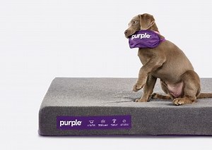 Purple Debuts New Pet Bed | Sleepopolis