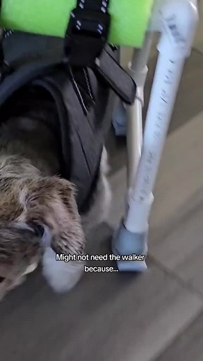 Oh the things they'll do when we're away... LOL'ing at this footage from @iam_buttons #dogs #dogsoftiktok #seniordogs #seniorpets #petsoftiktok #silly #funnyanimals #olddog #disableddogs