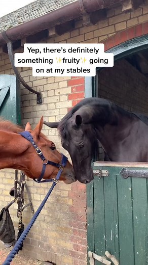 Fruity Stables: Gay Horse Monty and Blizzard - Equestrian Love