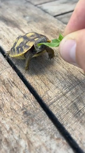 23K views · 547 reactions | All About Turtles on Reels | Facebook