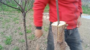 The simple art of grafting fruit tree# grow different fruits in a single tree#Budding#strap grafting | Land of Kashmir | Facebook