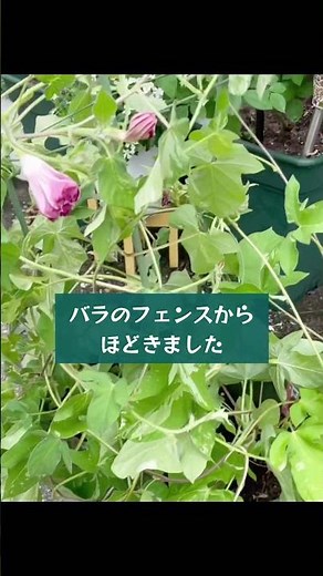 朝顔の成長スピードがすごい！#朝顔#ガーデニング#夏#一年草#鉢植え#バラ#ダイソー#支柱