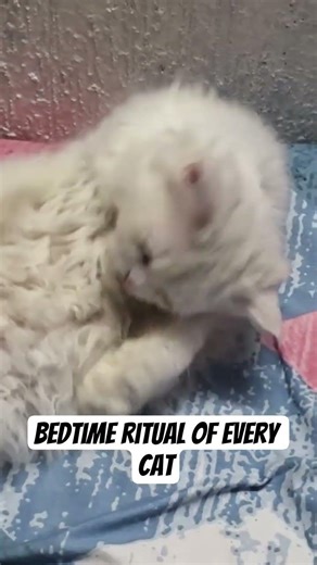 All brushed up...now let's sleep good 😴 😺 #cat #catfunny #pawsn #catvideos #aestheic