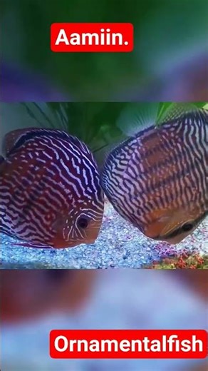 "Discus Fish"require propare care including good water quality#ornamentalfish