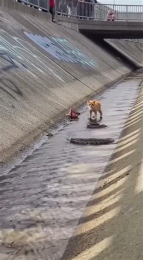 👉 Fearless Cat vs Multiple Snakes 😱🐱🐍 | Brave Kitten in Danger!