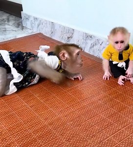 48K views · 2.7K reactions | Hungry Kaka Monkey and Monkey Mit eat delicious boiled peanuts | Monkey TV | Facebook