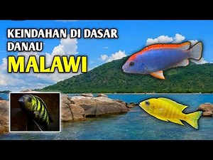 Diving in Lake Malawi: A Hidden Paradise of Thousands of Colorful Cichlid Fish!!
