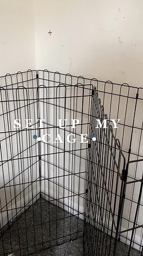 SET UP MY CAGE 🌿 for a 8 week old mini lop #amazon #rabbit #hay #xyzbca ##foryou #rabbitsoftiktok #rabbitcare #rabbitcage #xpen