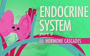 Crash Course：内分泌系统，第2部分-激素级联