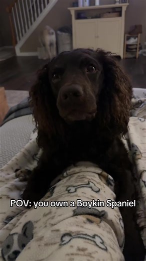 Engaging Activities for Boykin Spaniels During Winter