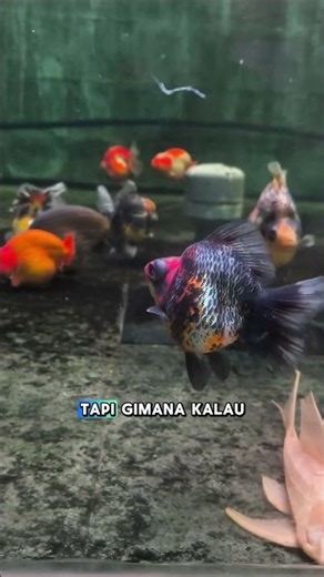JANGAN LAKUIN INI KALO MUDIK! Kalo gamau ikan lu tumbang pas lagi ditinggal liburan! #goldfish #ikan