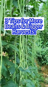Practical tips for stringbeans to produce more flowers and get abundant harvest | Lee Yumi