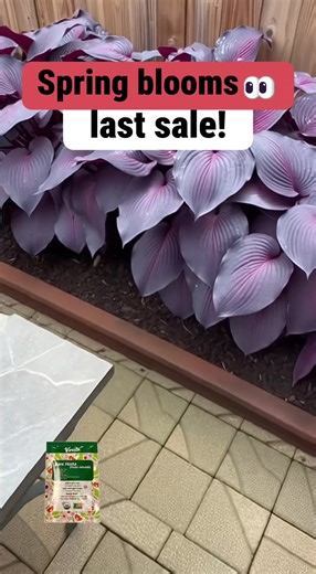 Cultivating Gorgeous Hosta Plants for Your Shade Garden