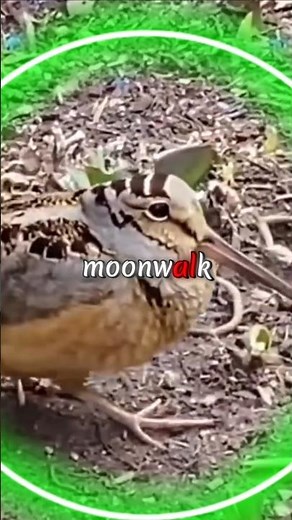 Bird Does The Moonwalk And Shocks Everyone 😳🐦🕺🔥