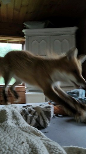 5.7K views · 10K reactions | Our newest little surrender is getting...