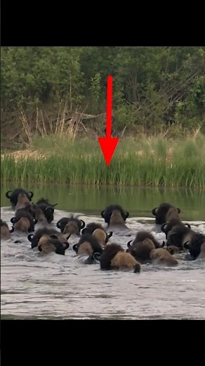 Bison Save Baby From Wolf By info fact News