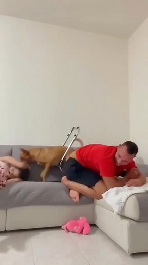 59K views · 563 reactions | Dogs protect their owners  #dog #funny #funnydog #fyp # #藍藍藍 | Funny videos | Facebook