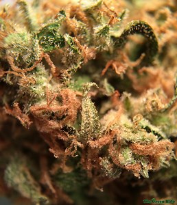 Critical Kush | Marijuana Strain Reviews