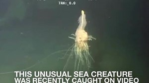 Rare 'flying spaghetti monster' caught on video