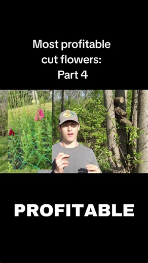 The second most profitable cut flower to fuel revenue on a flower farm...