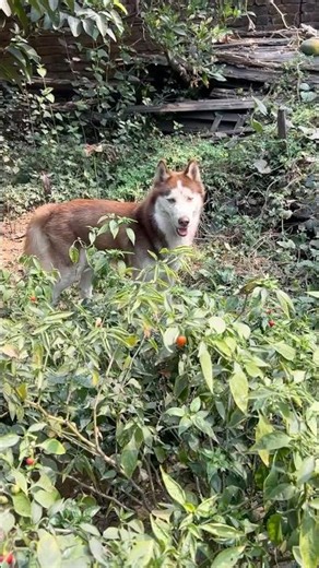 Husky ka full power run 🐕💨Speed dekh ke shock lag jayega 😱Dog lovers must watch