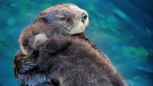 Zoos take part in epic tweet-off