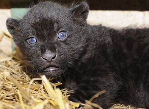 Video: Adorable jaguar born at wildlife park