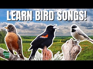 5 SPRING Bird Songs Everyone Should Know!
