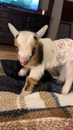 😂 Funny Jumping Goats Compilation 2026 🐐 | Crazy & Cute Goat Jumps | Viral Animal Video