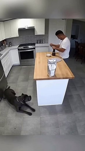 3.8M views · 2.9K reactions | “Face of Loyalty (and Destruction)” If loyalty had a face, it would be a Cane Corso’s. If early furniture destruction also had a face… same dog.#canecorso #boise #puppies | Boise Corso Co. | Facebook