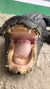 40K views · 979 reactions | I was trying to explain a piece with...