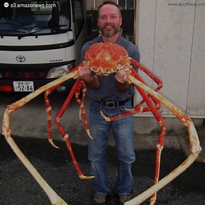 629K views · 2.1K reactions | It is a crab but it looks like a...