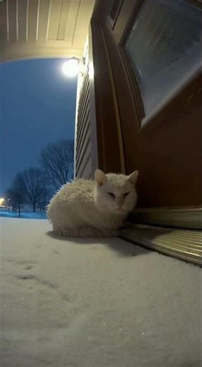 CCTV Footage: White Cat Shivers During Snowstorm | #CCTVFootage #Snowstorm #Cold #ViralVideo